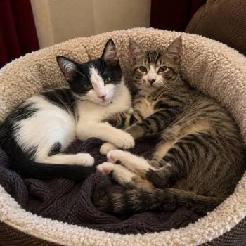 Bosa & Care Bear (Bonded Pair) -  Domestic Short Hair Cat for Adoption in Antioch, California - Bosa & Care Bear (Bonded Pair) | PetCurious
