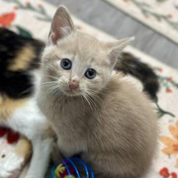 Domestic Short Hair Cats Available for Adoption in Pontiac, Michigan - Dobby | PetCurious