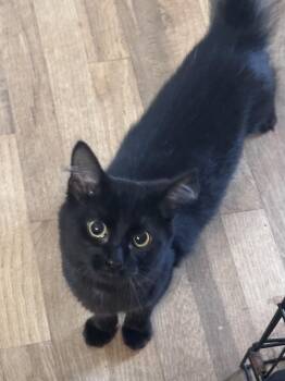 Domestic Medium Hair Cats Available for Adoption in Dyersburg, Tennessee - Ouiser Boudreaux | PetCurious