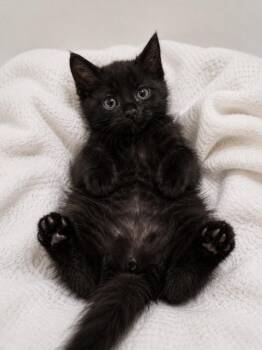 Star-Lord -  Maine Coon and Domestic Long Hair Cat for Adoption in New Braunfels, Texas - Star-Lord | PetCurious