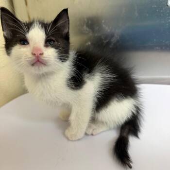 ponce -  Domestic Short Hair Cat for Adoption in Philadelphia, Pennsylvania - Ponce | PetCurious