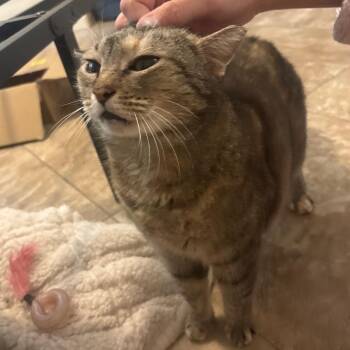 Domestic Short Hair Cats Available for Adoption - Sweet Pea | PetCurious