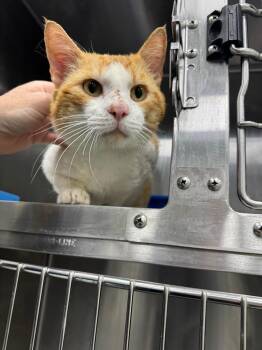 Domestic Medium Hair Cats Available for Adoption in Danielsville, Georgia - BingBong | PetCurious