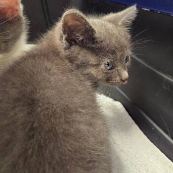 Hershey Kiss -  Domestic Short Hair Cat for Adoption in Chattanooga, Tennessee - Hershey Kiss | PetCurious