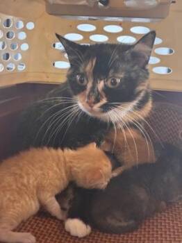 Kali -  Domestic Short Hair Cat for Adoption in West Chester, Pennsylvania - Kali | PetCurious