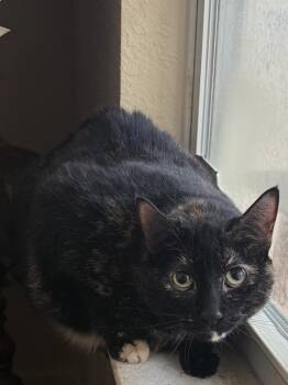 Jake -  Domestic Short Hair Cat for Adoption in Salisbury, North Carolina - Jake | PetCurious