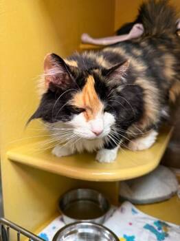 Lacey Ribbons -  Domestic Long Hair Cat Available for Adoption in Fort Collins, Colorado - Lacey Ribbons | PetCurious