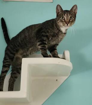 Henry -  Domestic Short Hair and Tabby Cat for Adoption in Fairfield, Iowa - Henry | PetCurious