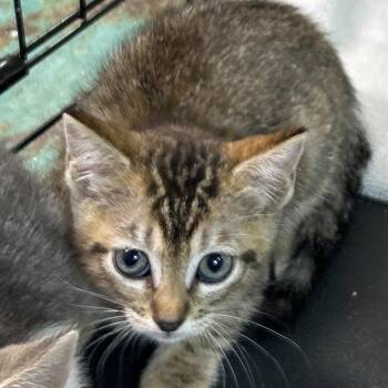 Domestic Short Hair Cats Available for Adoption in Leander, Texas - Valarie | PetCurious