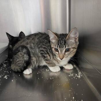 Duchess -  Domestic Short Hair Cat for Adoption in Las Vegas, Nevada - Duchess | PetCurious