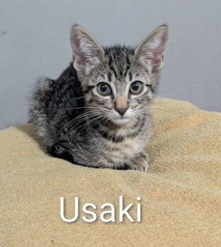 Rescue Domestic Short Hair Cats for Adoption in Seal Beach, California - Kitten Usaki | PetCurious
