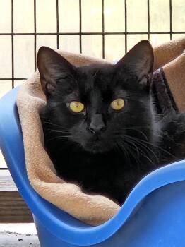 Domestic Short Hair Cats Available for Adoption in Westbrook, Connecticut - Enzo | PetCurious