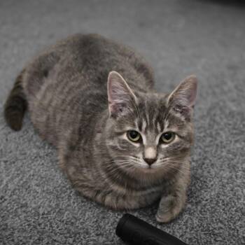 Rescue Domestic Short Hair Cats for Adoption in Silverton, Oregon - Munch (bonded With Seville) | PetCurious