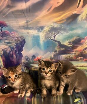 Gwinn -  Domestic Short Hair Cat for Adoption in Alafaya, Florida - Gwinn | PetCurious