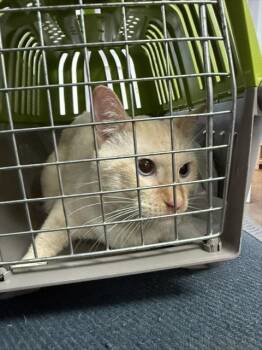 MANDARIN -  Domestic Short Hair Cat for Adoption in Fort Walton Beach, Florida - MANDARIN | PetCurious