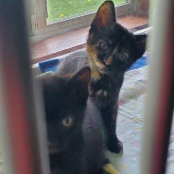 Domestic Short Hair Cats Available for Adoption in Hutchinson, Minnesota - Thumbelina And Kora | PetCurious