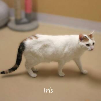 Iris -  Domestic Short Hair Cat for Adoption in Yucaipa, California - Iris | PetCurious