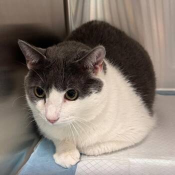 Zero -  Domestic Short Hair Cat for Adoption in Clearwater, Florida - Zero | PetCurious