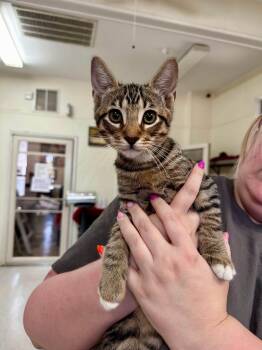 Berlioz -  Domestic Short Hair Cat for Adoption in Baton Rouge, Louisiana - Berlioz | PetCurious
