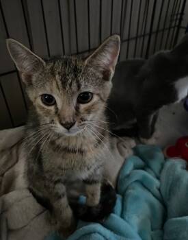 Rescue Domestic Short Hair Cats for Adoption in Camp Hill, Pennsylvania - Twila | PetCurious