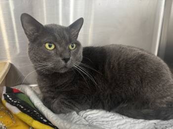 Rescue Russian Blue Cats for Adoption in Brewster, New York - Logan | PetCurious