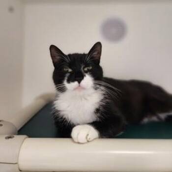 Domestic Short Hair Cats Available for Adoption in Cooperstown, New York - Barclay | PetCurious