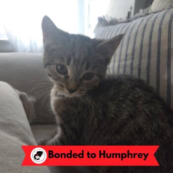 Greta Garbo -  Domestic Short Hair Cat for Adoption in Skokie, Illinois - Greta Garbo | PetCurious