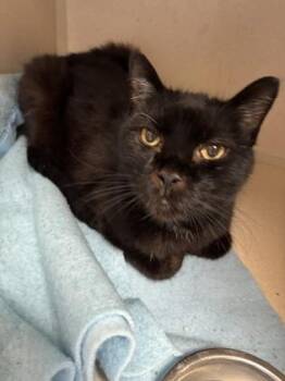 Bakey -  Domestic Short Hair Cat for Adoption in East Brookfield, Massachusetts - Bakey | PetCurious