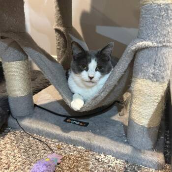 Lizard aka Lizzy -  Domestic Short Hair Cat for Adoption in Aspinwall, Pennsylvania - Lizard Aka Lizzy | PetCurious