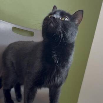 Charon -  Domestic Short Hair Cat for Adoption in Janesville, Wisconsin - Charon | PetCurious