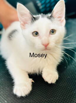 Rescue Domestic Short Hair Cats for Adoption in Winter Garden, Florida - Mosey | PetCurious