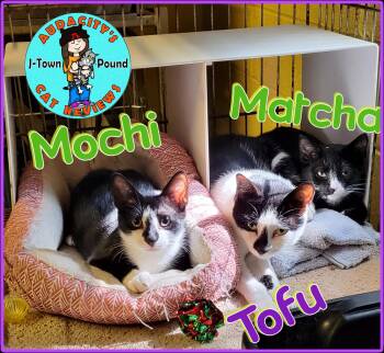 Rescue Domestic Short Hair Cats for Adoption in Jefferson, New Jersey - Mochi, Matcha, & Tofu | PetCurious