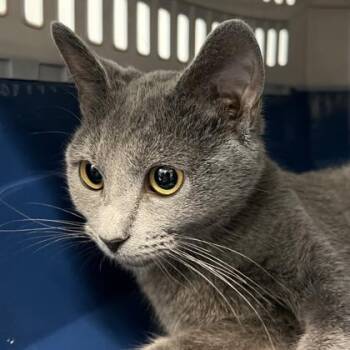 Domestic Short Hair Cats Available for Adoption in Cincinnati, Ohio - Lint | PetCurious