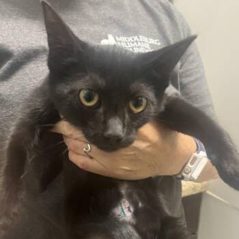 Ben 3 -  Domestic Short Hair Cat for Adoption in Marshall, Virginia - Ben 3 | PetCurious