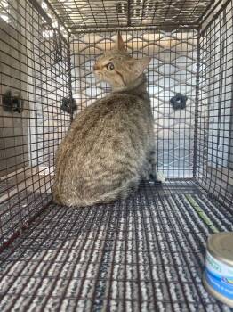 Clover (Bergie) -  Domestic Short Hair Cat Available for Adoption in New Braunfels, Texas - Clover (Bergie) | PetCurious