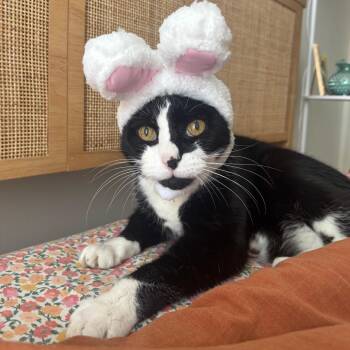 Domestic Short Hair Cats Available for Adoption in Philadelphia, Pennsylvania - Christopher Catfish | PetCurious