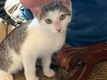 Rescue Domestic Short Hair and Tabby Cats for Adoption in Prescott, Arizona - Arizona | PetCurious