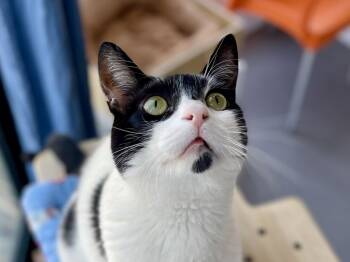 Rowan -  Domestic Short Hair Cat for Adoption in Oakland, California - Rowan | PetCurious