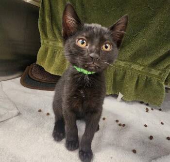 Granite -  Domestic Short Hair Cat for Adoption in Dublin, California - Granite | PetCurious