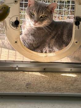 Domestic Short Hair Cats Available for Adoption in Lancaster, South Carolina - Briggs | PetCurious