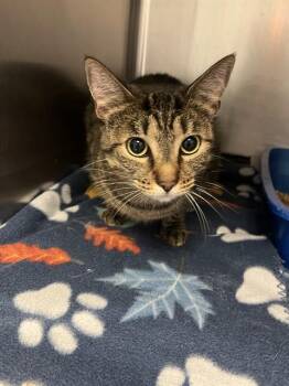 AMY -  Domestic Short Hair Cat for Adoption in Killeen, Texas - AMY | PetCurious