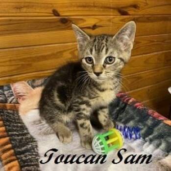 Toucan Sam -  Tabby Cat for Adoption in Southern Pines, North Carolina - Toucan Sam | PetCurious