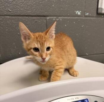 Domestic Short Hair Cats Available for Adoption - Button | PetCurious