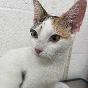 Patches -  Domestic Short Hair Cat for Adoption in Edinburg, Texas - Patches | PetCurious