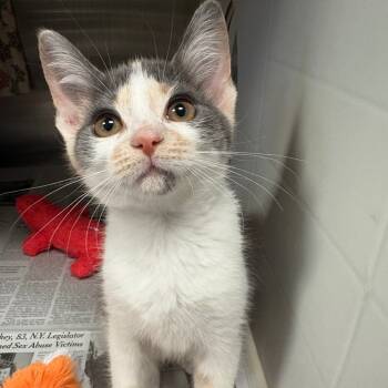 Rescue Domestic Short Hair Cats for Adoption in Hendersonville, North Carolina - Tia | PetCurious