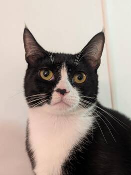 Little One -  Domestic Short Hair Cat for Adoption in Rocky Ridge, Maryland - Little One | PetCurious