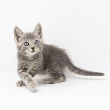 Rocky -  Tabby Cat Available for Adoption in Trophy Club, Texas - Rocky | PetCurious