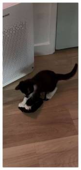 Rescue Domestic Medium Hair and Domestic Short Hair Cats for Adoption in San Diego, California - Niles | PetCurious