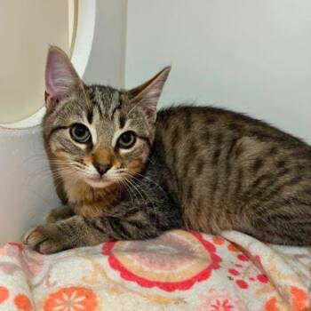 Captain Jack Sparrow -  Domestic Short Hair Cat for Adoption in Gastonia, North Carolina - Captain Jack Sparrow | PetCurious