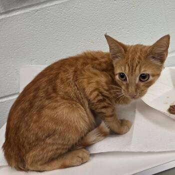 Ghana -  Domestic Short Hair Cat for Adoption in Chattanooga, Tennessee - Ghana | PetCurious